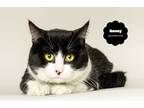 Adopt NANCE (Gentle Snuggler) a Black & White or Tuxedo Domestic Shorthair