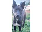 Adopt Bonita a Black - with White Pitsky / Mixed dog in San Diego, CA (41270442)