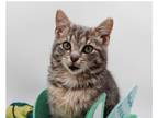 Adopt Milagro a Gray or Blue Domestic Shorthair / Mixed cat in Muskegon