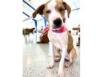 Adopt Dyver a Tan/Yellow/Fawn - with White Catahoula Leopard Dog / Hound