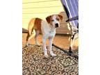 Adopt Dyver a Tan/Yellow/Fawn - with White Catahoula Leopard Dog / Hound