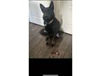 Adopt Chadwick a Black German Shepherd Dog / Mixed dog in Colorado Springs