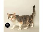 Adopt MILEY (So Soft and Sweet) a Calico or Dilute Calico Domestic Shorthair