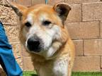 Adopt FOSTER or ADOPT a Red/Golden/Orange/Chestnut - with White Shiba Inu /