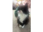 Adopt Khloe a Black & White or Tuxedo Domestic Longhair / Mixed (long coat) cat