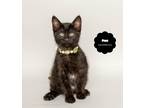 Adopt PAX (Loves Her Sister Minerva) a All Black Domestic Shorthair (short coat)