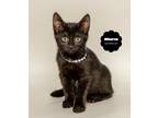 Adopt MINERVA (Loves Her Sister Pax) a All Black Domestic Shorthair (short coat)