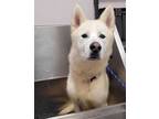 Adopt Luke a Tan/Yellow/Fawn Husky / Mixed dog in Belleville, ON (35699077)