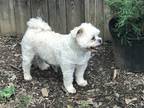 Adopt Robo a White - with Tan, Yellow or Fawn Shih Tzu / Mixed dog in Rockville