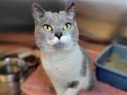 Adopt Pixy Stix a Gray or Blue (Mostly) Domestic Shorthair / Mixed cat in