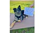 Adopt River a Black - with Tan, Yellow or Fawn Australian Shepherd / Mixed dog