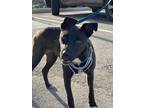 Adopt Eugene a Black - with White Pit Bull Terrier / Mixed dog in Albuquerque