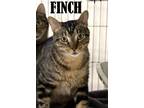 Adopt Atticus & Finch (Bonded Pair) a Spotted Tabby/Leopard Spotted Domestic