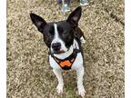 Adopt Milo Lancaster-4008GA a Black - with White Boston Terrier dog in