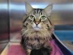 Adopt Chinchilla a Domestic Mediumhair / Mixed cat in Millersville