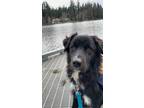 Adopt Charlie a Black - with White Flat-Coated Retriever / Newfoundland / Mixed