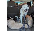 Adopt Molly a Brindle - with White Australian Cattle Dog / American Pit Bull