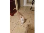Adopt Pops a Orange or Red (Mostly) Domestic Shorthair / Mixed (short coat) cat