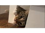 Adopt Marco a Brown Tabby American Shorthair / Mixed (short coat) cat in