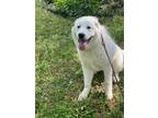 Adopt Bella a White Great Pyrenees / Mixed dog in Lilburn, GA (41270032)