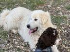 Adopt Zoe a White Great Pyrenees / Mixed dog in Bertram, TX (41024535)