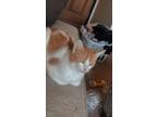 Adopt Milly a White (Mostly) American Shorthair / Mixed (short coat) cat in