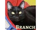 Adopt Branch a All Black Domestic Shorthair / Domestic Shorthair / Mixed cat in