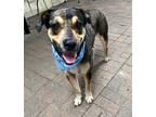 Adopt Manchas a Brown/Chocolate Catahoula Leopard Dog / Mixed dog in Mesquite
