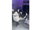 Adopt Moo a Black & White or Tuxedo Oriental / Mixed (medium coat) cat in