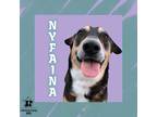 Adopt Nyfaina a Black Mixed Breed (Large) / Mixed dog in Ashtabula