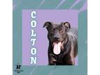 Adopt Colton a Black Mixed Breed (Small) / Mixed Breed (Medium) / Mixed (short