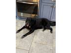 Adopt Bo a Black Labrador Retriever / Husky / Mixed dog in Sulphur Springs