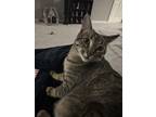 Adopt Bennett a Tiger Striped Domestic Shorthair / Mixed (short coat) cat in