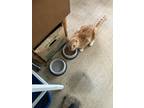Adopt Tomboy a Orange or Red Tabby American Shorthair / Mixed (short coat) cat
