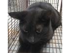 Adopt Lyric a Domestic Shorthair / Mixed (short coat) cat in Brownwood
