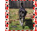 Adopt Polka a Labrador Retriever / Terrier (Unknown Type