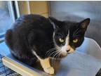 Adopt Nikki a All Black Domestic Shorthair / Domestic Shorthair / Mixed cat in