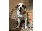 Adopt Dottie a White - with Red, Golden, Orange or Chestnut St.