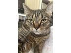 Adopt Topaz a Brown or Chocolate (Mostly) Tabby / Mixed (medium coat) cat in