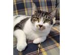 Adopt Rizzo a Domestic Shorthair / Mixed (short coat) cat in Sandusky