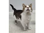 Adopt DUDE a Domestic Shorthair / Mixed (short coat) cat in Sandusky