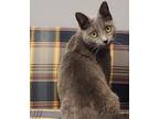 Adopt FOXY a Domestic Shorthair / Mixed (short coat) cat in Sandusky