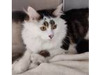 Adopt SUMO a Domestic Longhair / Mixed (long coat) cat in Sandusky