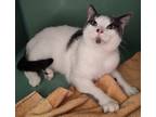 Adopt BONES a Domestic Shorthair / Mixed (short coat) cat in Sandusky