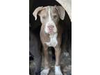 Adopt Ginny a Tan/Yellow/Fawn - with White American Pit Bull Terrier / Mixed dog