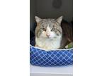 Adopt Rupert a Domestic Shorthair / Mixed (short coat) cat in Prairie du Chien