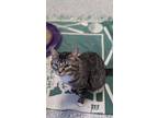 Adopt Grady a Domestic Shorthair / Mixed (short coat) cat in Prairie du Chien