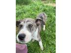 Adopt Kip a Great Dane / Akita / Mixed dog in Newberg, OR (41253700)