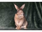 Adopt Spice fka Brownie a Other/Unknown / Mixed (short coat) rabbit in Scotts