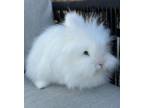 Adopt Eloise (part of bonded pair) a Other/Unknown / Mixed (short coat) rabbit